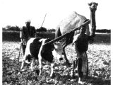 Such a ploughing team as this may have prompted the phrasing of Paul`s admonition `unequally yoked together` (II. Corinthians vi, 14). The difference in height imposes an unfair strain on the smaller animal. An early photograph.